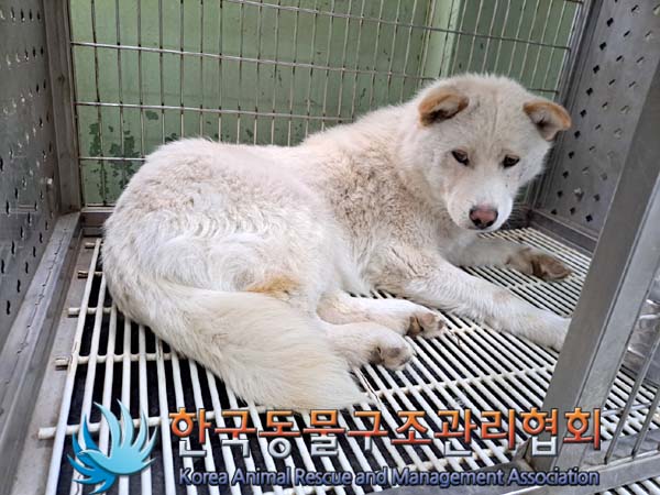 한국동물구조관리협회_441406202400771